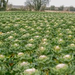 Cherry Valley Farm Sprout Field (2)